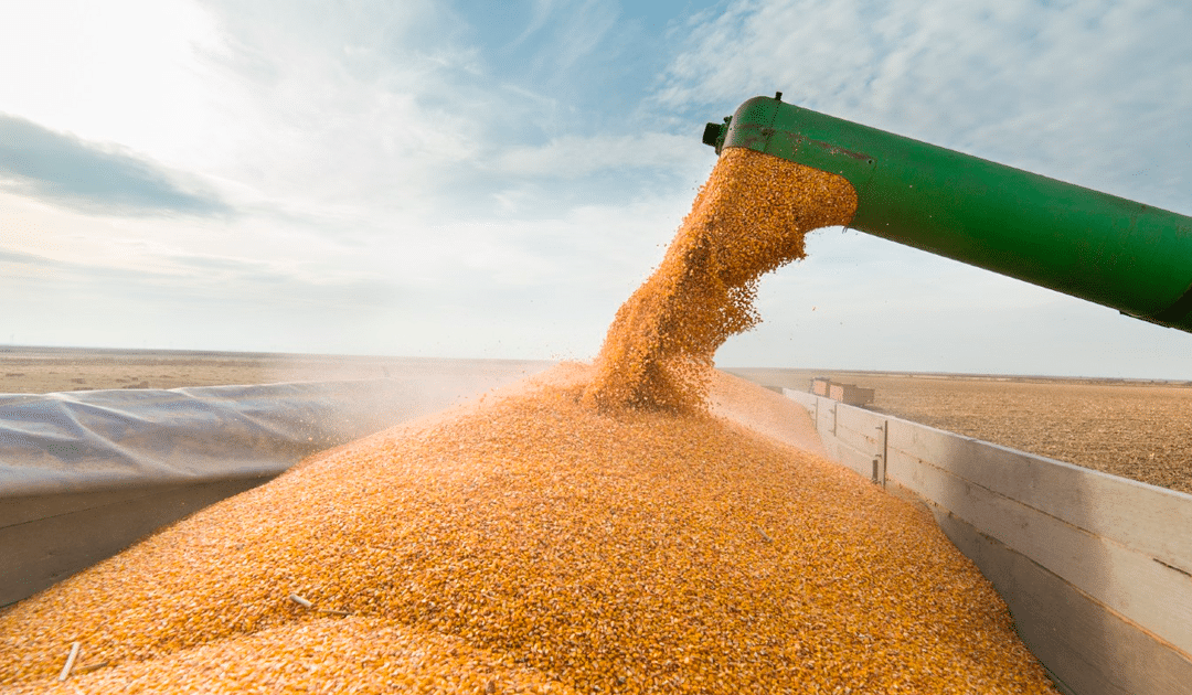 Conheça 6 boas práticas que garantem melhor armazenamento de grãos